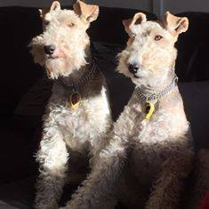 wire haired foxies wire haired foxies
